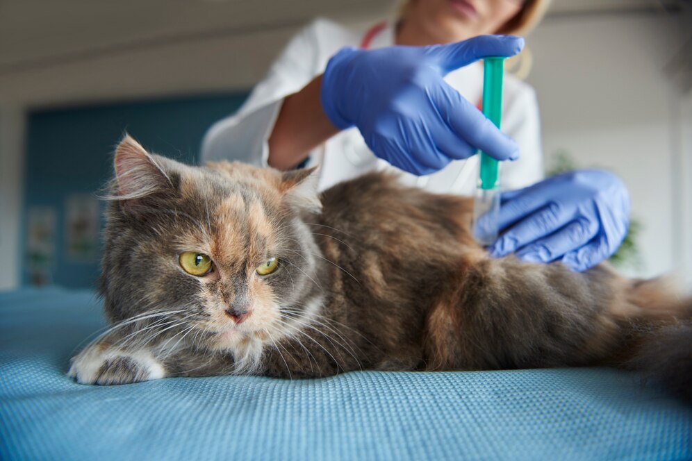 В Японии изобрели вакцину, способную продлить жизнь котам до 30 лет