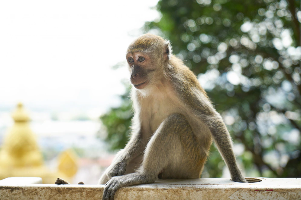 Вспышка оспы обезьян произошла в Королевстве Таиланд