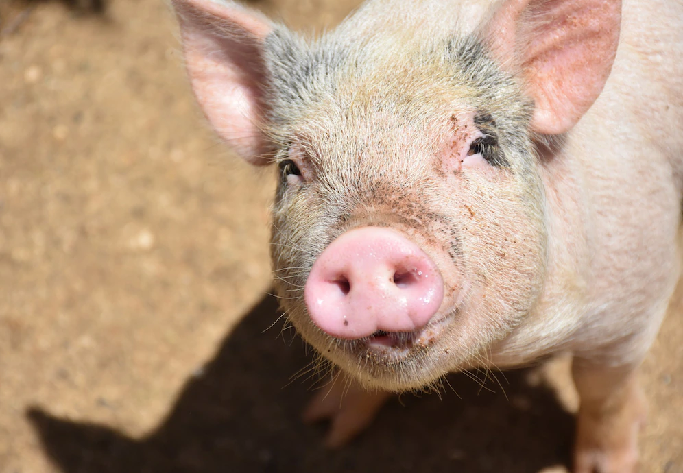 BioInvs: дикие свиньи могут подорвать экологию США