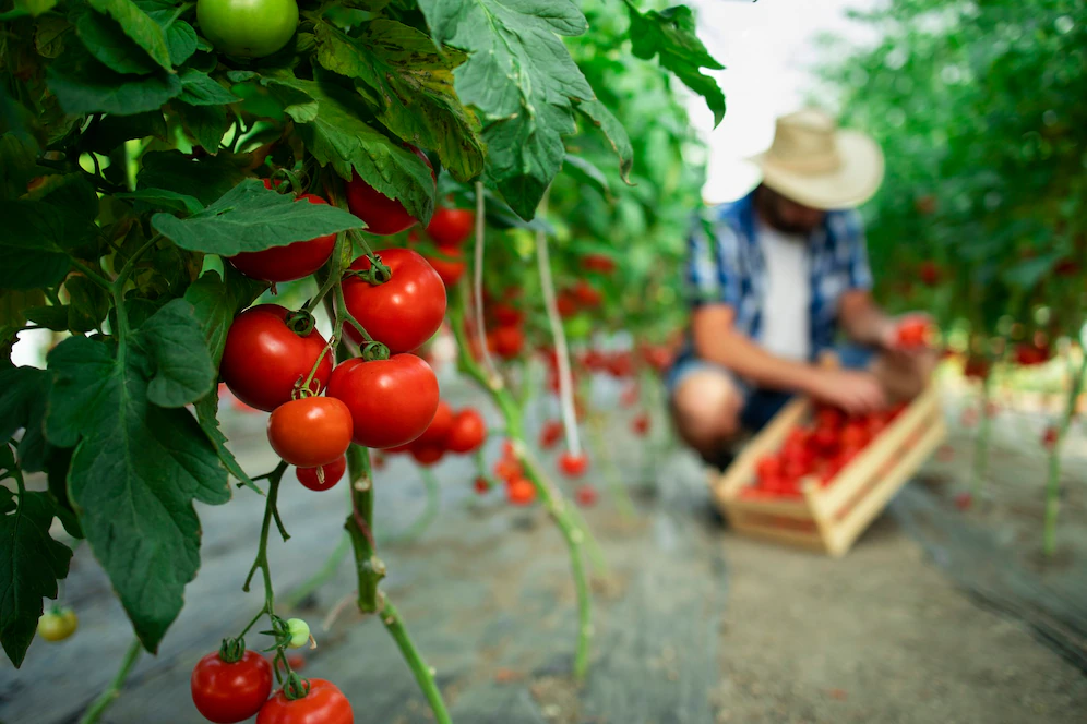 Нутрициолог Дубицкая назвала помидоры опасным овощем для пожилых