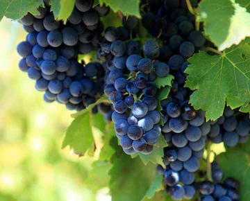 Малышева: Черный виноград полезен для улучшения остроты зрения