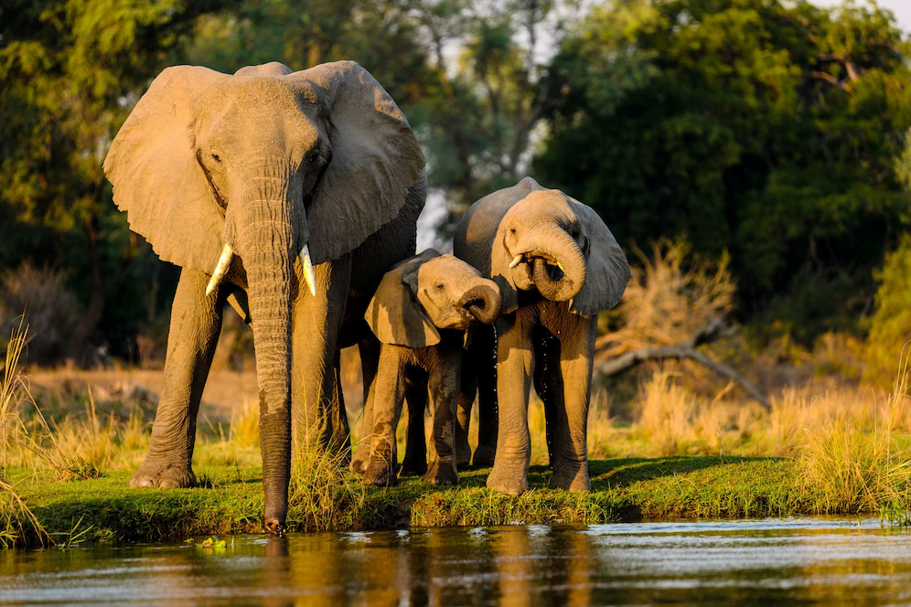 Журнал Nature Ecology and Evolution: слоны обращаются друг к другу по имени