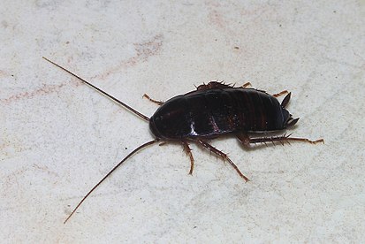 PNAS: «немецкие» тараканы расселились по всему миру с Бенгальского залива