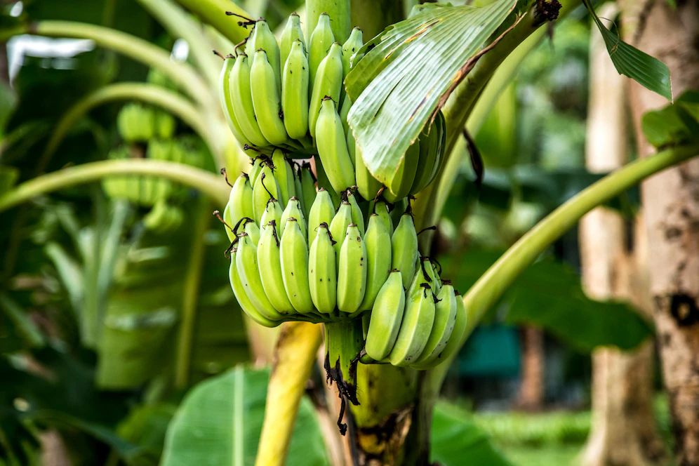 Ученые Ньюкасла: Употребление слегка зеленых бананов является эффективной профилактикой рака