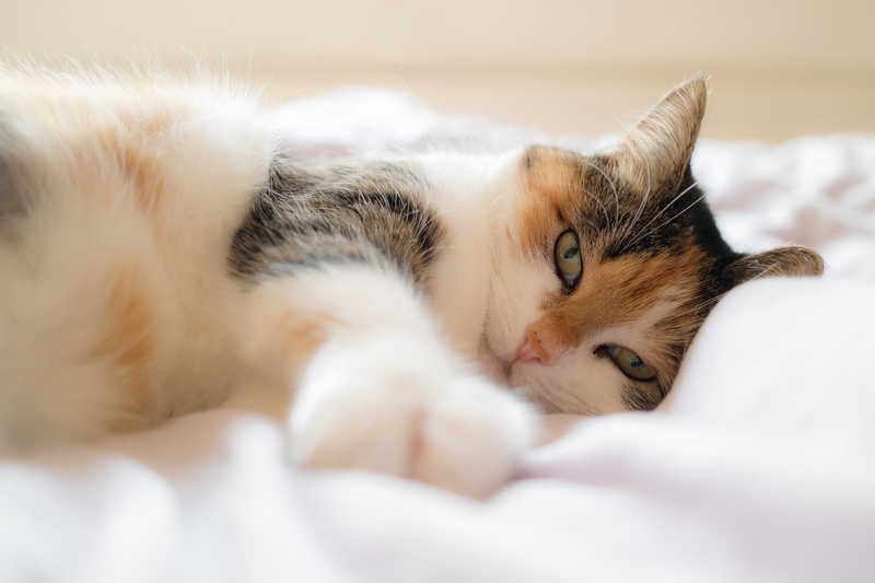 The Conversation: Собаки и кошки могут привести к нарушениям сна у хозяина