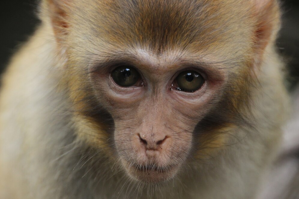 Cell: Ученые из Китая вырастили первую обезьяну с высоким уровнем химеризма