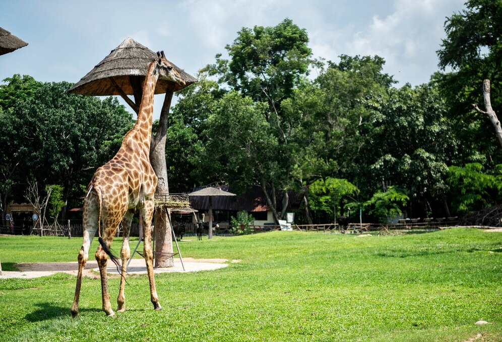 Mammalian Biology: длина шей у жирафов связана с потребностями самок в питании