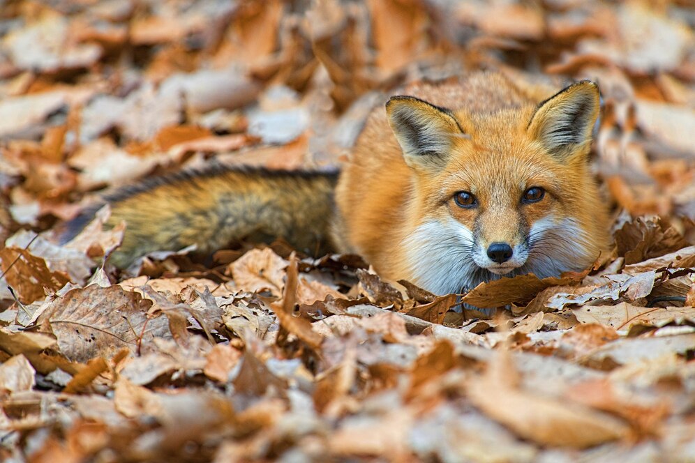 В Урмарском районе Чувашии введен карантин из-за лисы