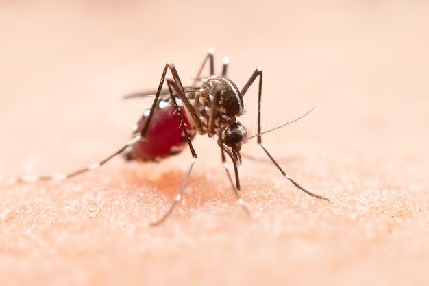 The Guardian: В Европе распространяются комары с малярией и лихорадкой Денге
