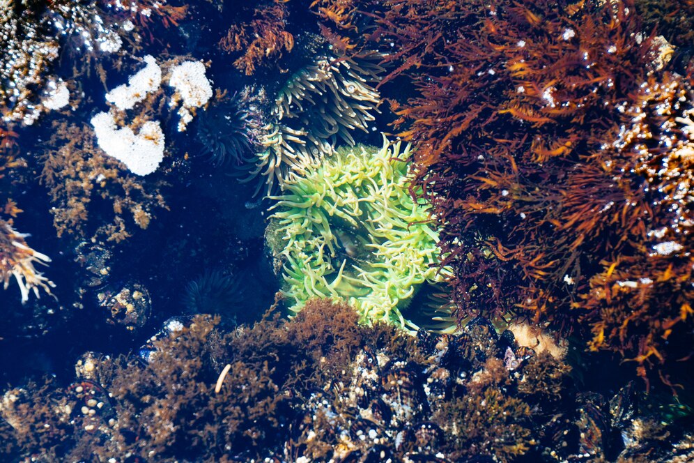Nutrients: Бурые морские водоросли снижают уровень сахара в крови