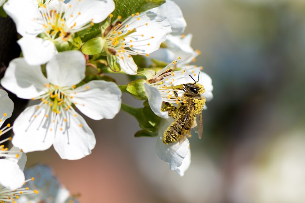 Ученые Испании: Пчелы с большим мозгом лучше адаптируются к городской среде