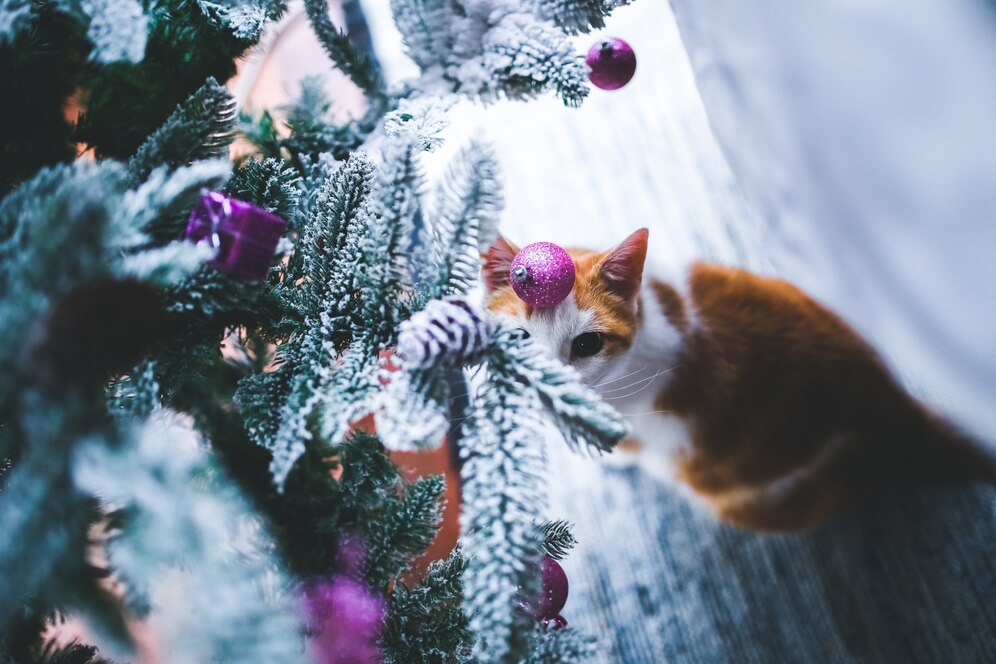 Зоопсихолог Сиротина: Уберечь новогоднюю ёлку от кота поможет запах цитрусовых