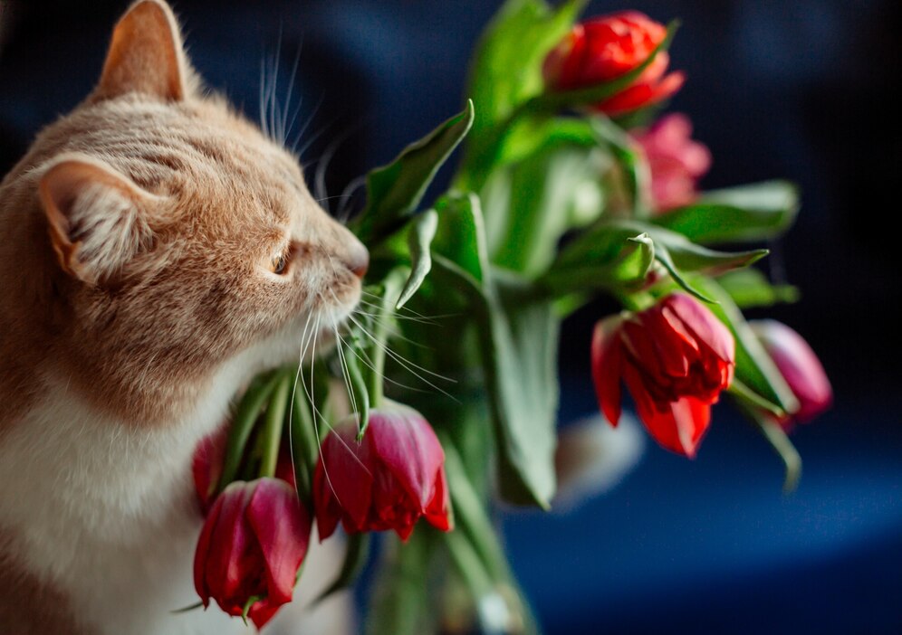 Ветеринар Успенская: Тюльпаны опасны для домашних животных