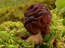 Токсиколог Смелова: В грибах весеннего сезона содержится сильный яд
