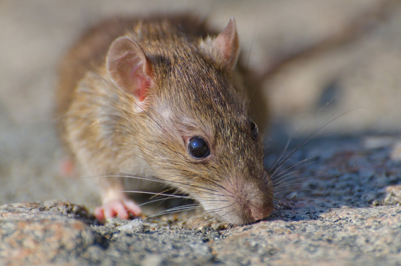 Биолог Анча Баранова сообщила о двух вариантах заражения крысиным гепатитом