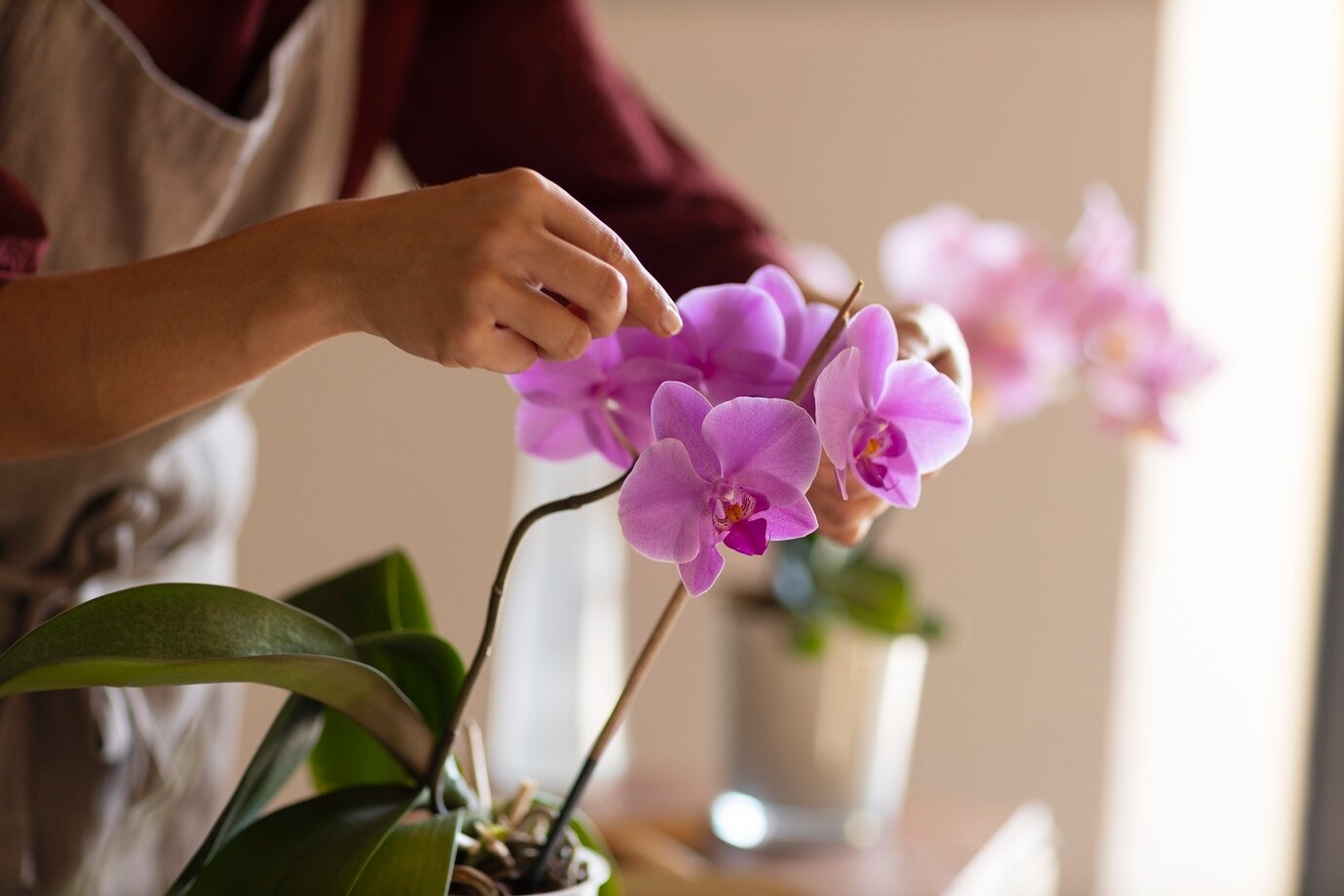 Доктор Шарапова: Комнатные цветы с сильным запахом могут вызвать аллергию