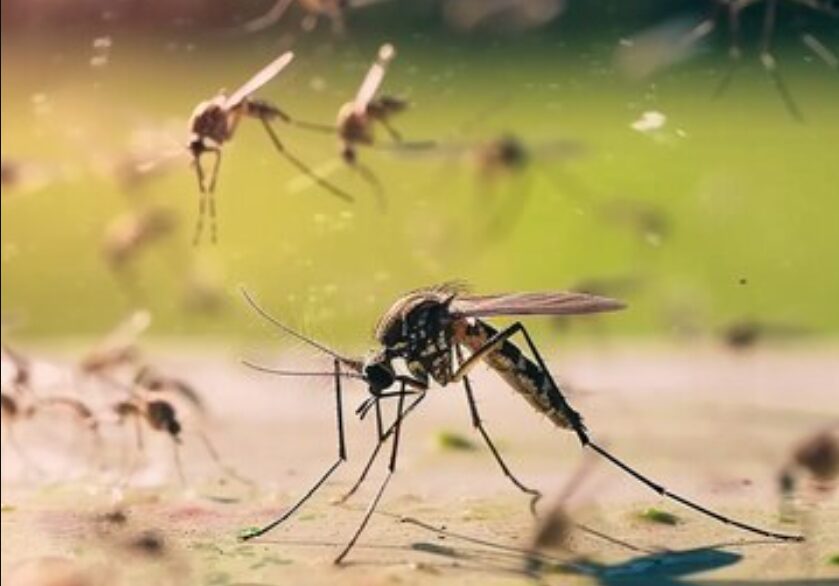 Эколог Пукалов предупредил о новой «комариной волне» в июле