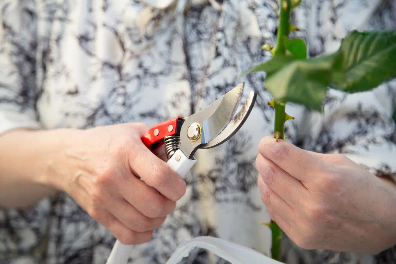 UCSF: две формы Т-клеток связали с развитием рассеянного склероза