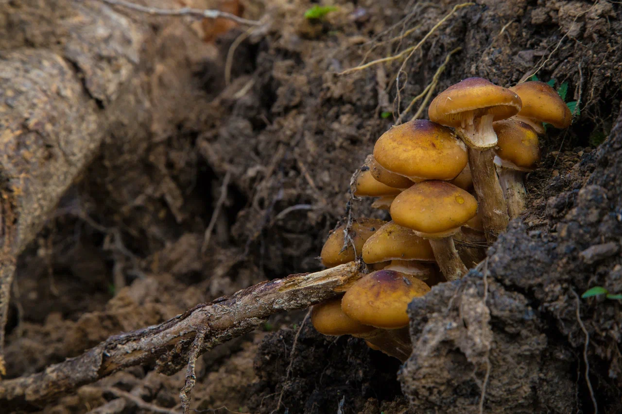 Хирург Монахов: поедание ядовитых грибов может привести к пересадке печени